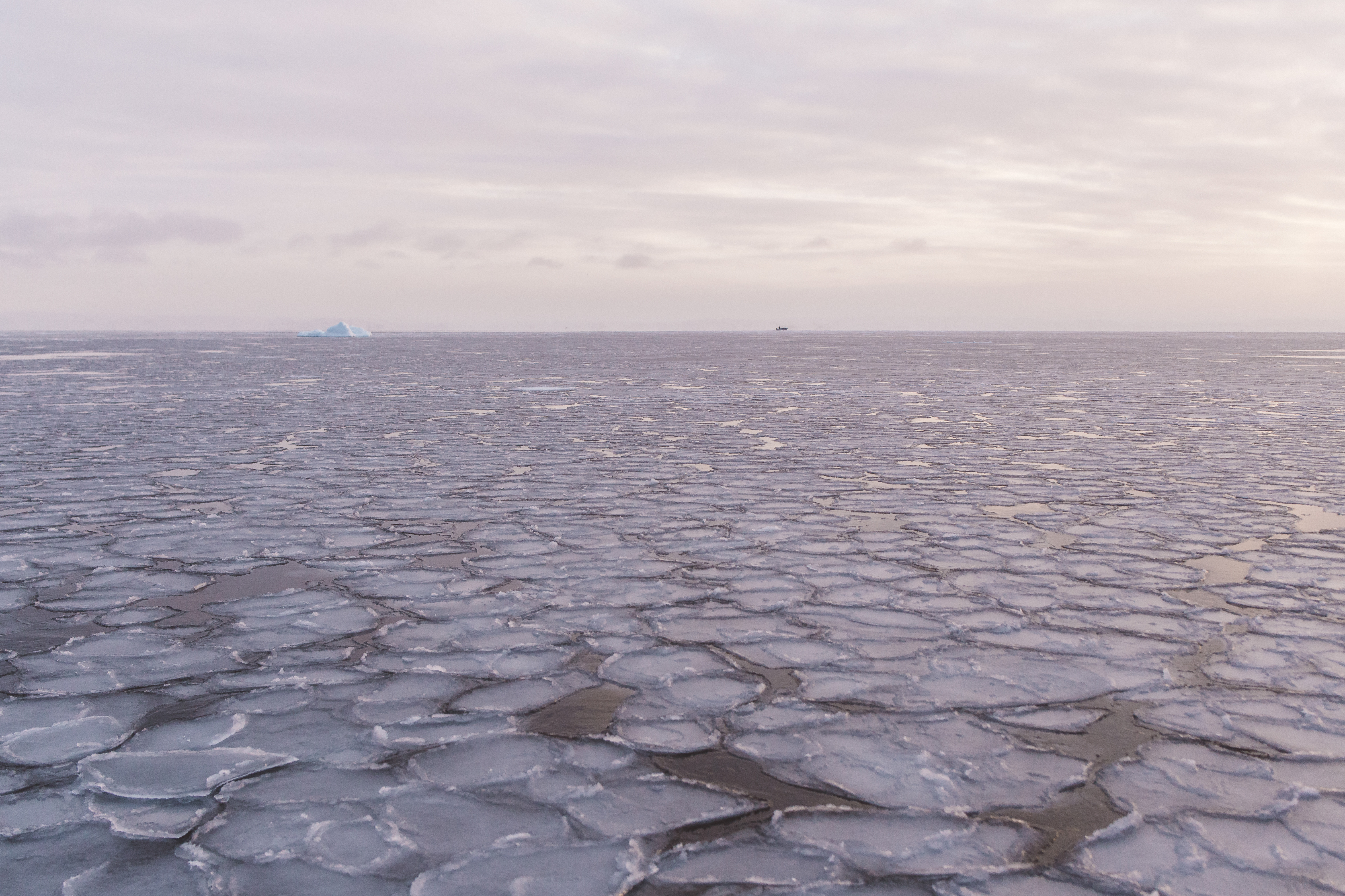 Flowers of Ice