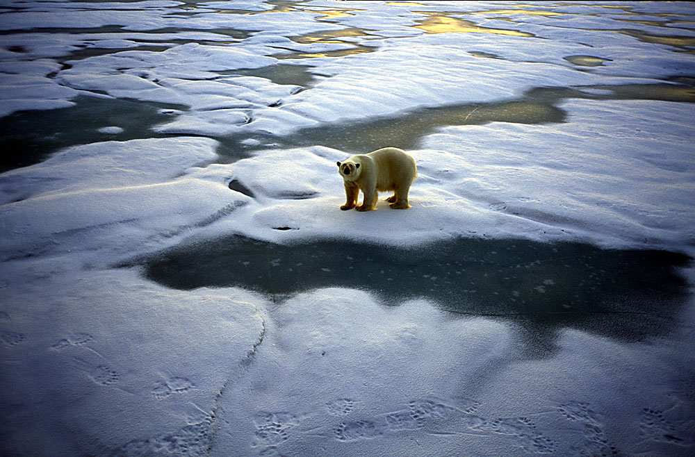 Franz Josef Land, 2004